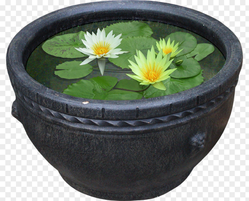 A Tank Of Water Lilies Pygmy Water-lily Nelumbo Nucifera Flower Plant PNG