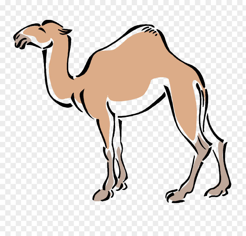 Bactrian Camel Clip Art PNG
