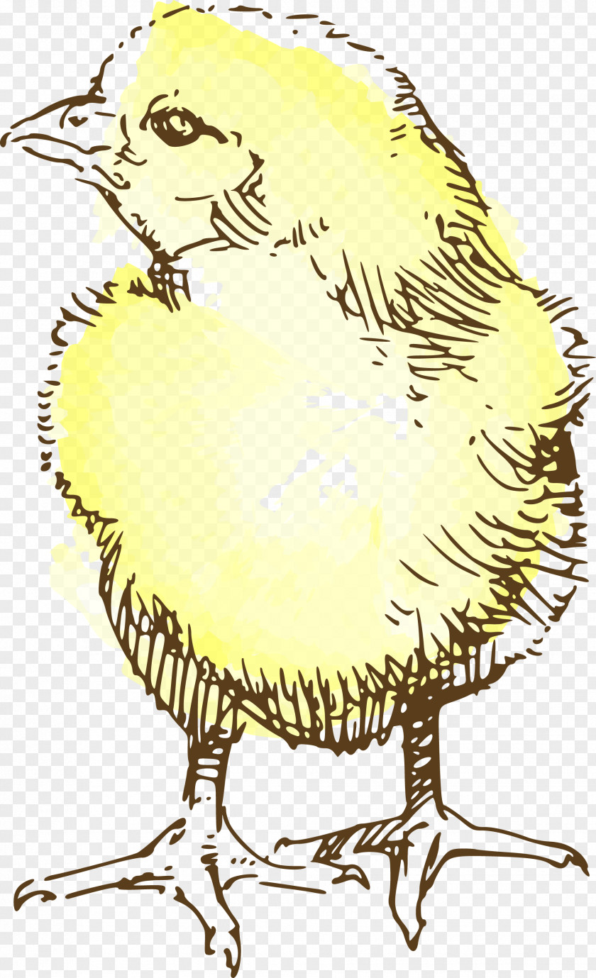 Beautifully Hand-painted Wild Chick Aberdeen Chicken Drawing Clip Art PNG