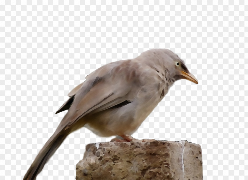 Bird Beak Sparrow Perching Wildlife PNG