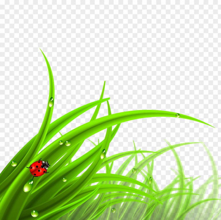 Grass Lawn Cdr PNG
