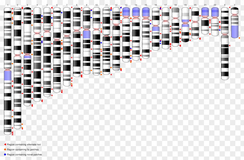 Reference Genome Consortium Ensembl Contig PNG