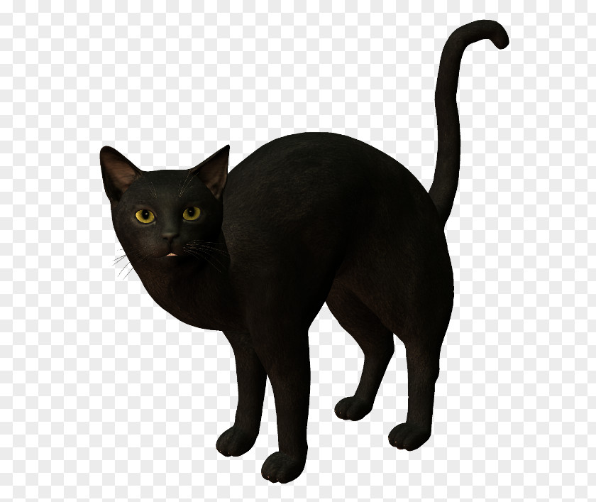 Kitten Black Cat Bombay Burmese Korat Havana Brown PNG