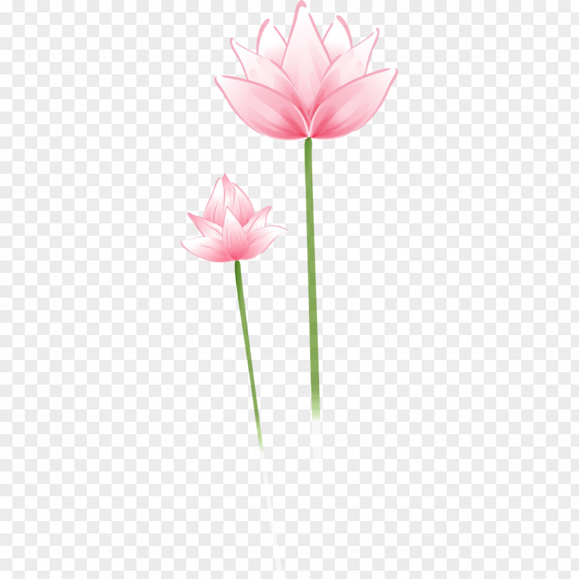 Painted Pink Lotus Drawing Download PNG