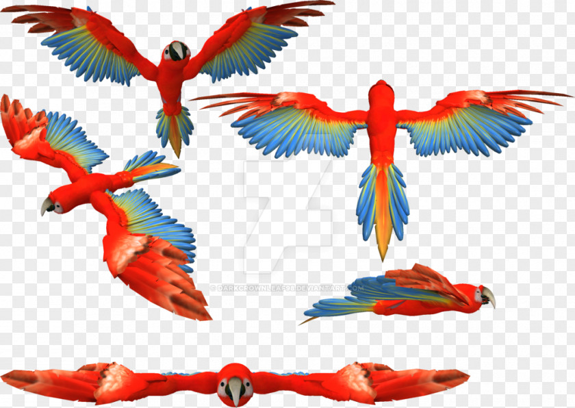 Scarlet Macaw Feather Parakeet Beak PNG