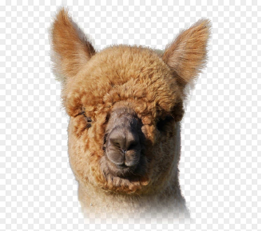 Alpaca Llama Fur Snout Terrestrial Animal PNG