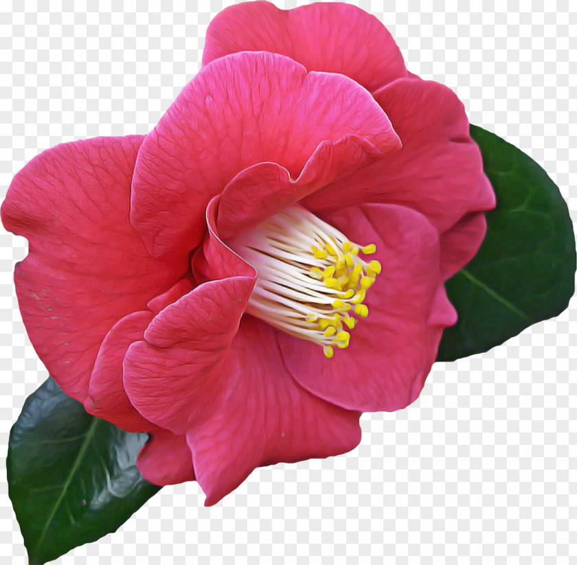 Flower Petal Plant Pink Japanese Camellia PNG
