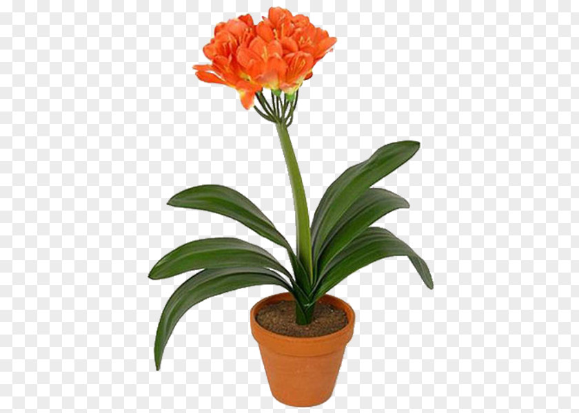 Plants Houseplant Ardisia Crenata Clivia Saint Petersburg PNG