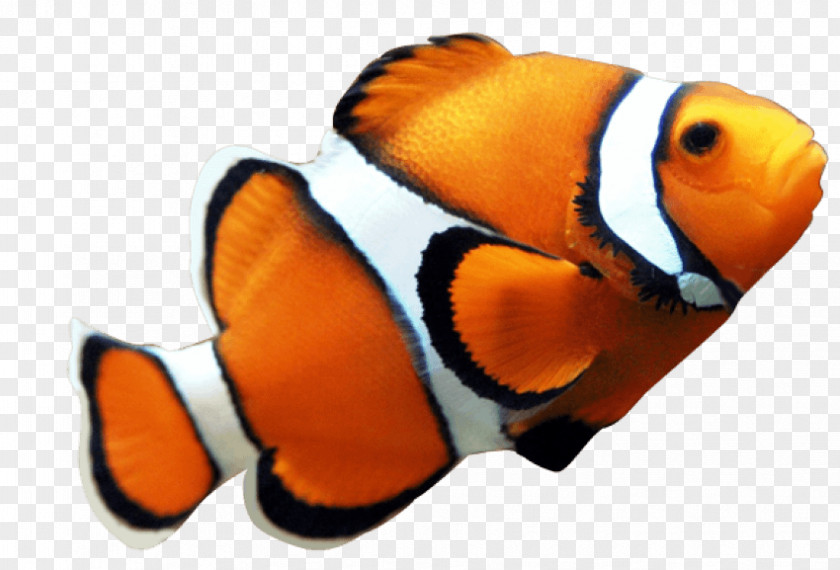 Red Snapper Orange Clownfish Clip Art Nemo PNG