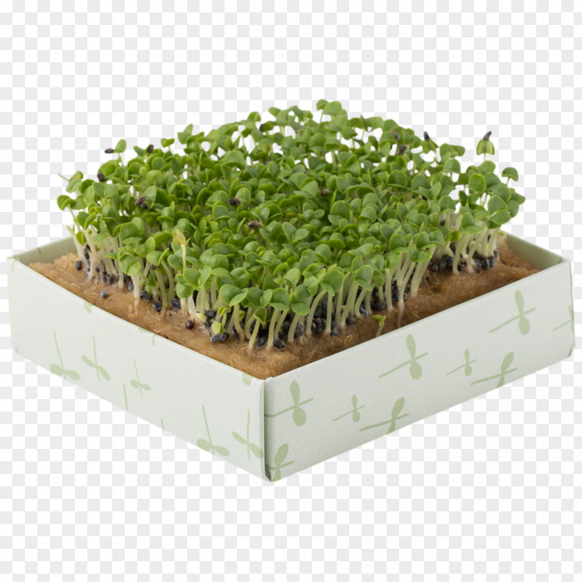 Rucola Herb Flowerpot Rectangle PNG