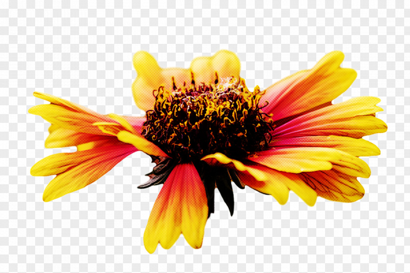 Blanket Flowers Sunflower Seed Chrysanthemum Pollen Petal PNG