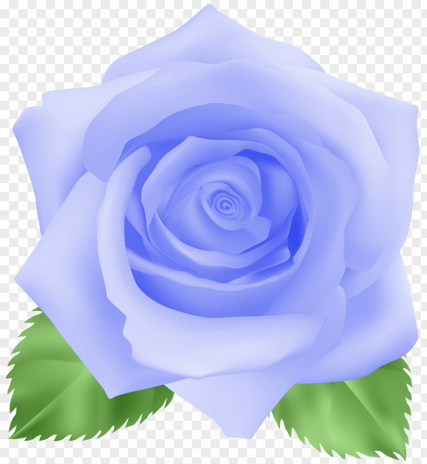 Flower Blue Rose Cabbage Garden Roses Floribunda Clip Art PNG