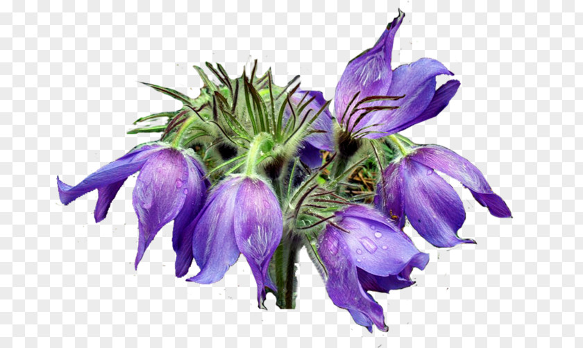 Pasque Flower Drawing Cartoon Image PNG