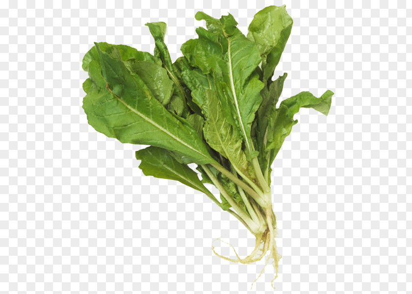 Rucula Chard Spinach Arugula Leaf Vegetable PNG