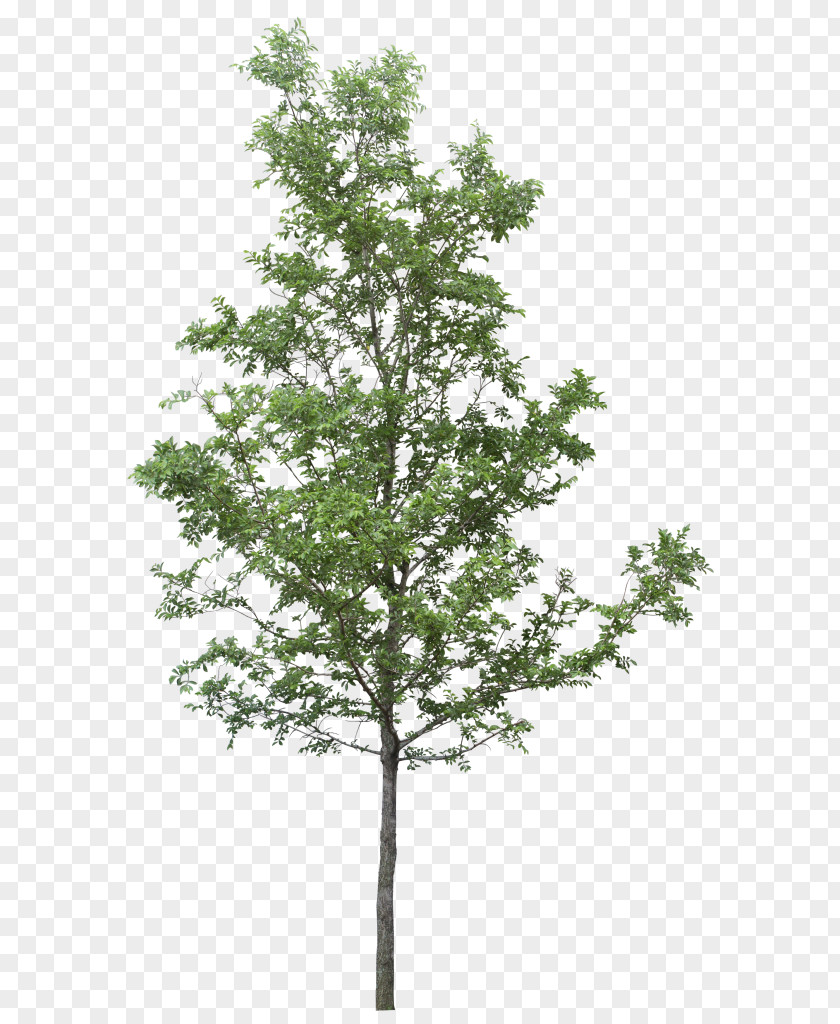 Tree Image Resolution Clip Art PNG