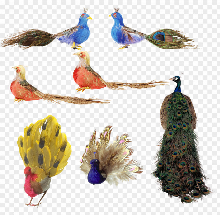 Various Peacock Bird Feather Peafowl PNG
