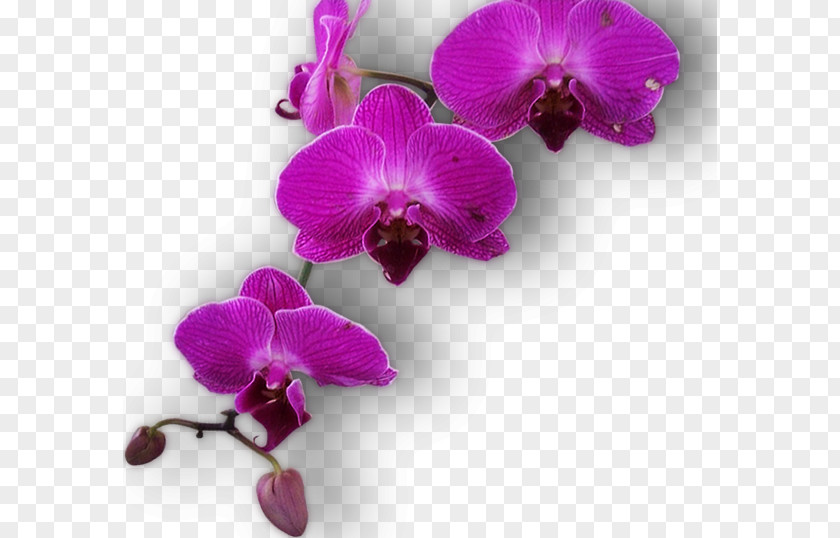 Beautiful Ground Level Deck Paranga Restaurant Moth Orchids GIF Painting PNG