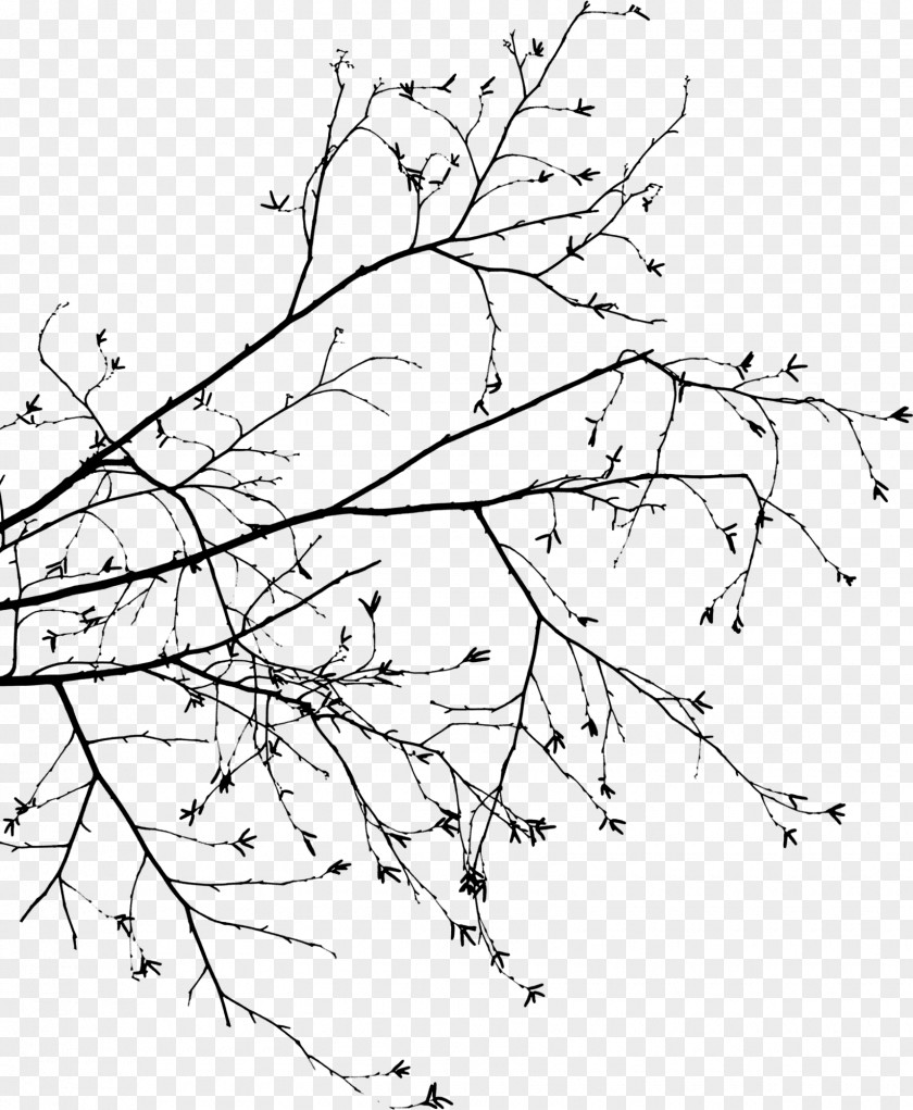 Foliage Branch Tree Leaf Drawing PNG