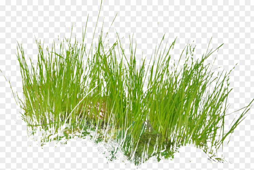 Grass Armeria Maritima Clip Art PNG
