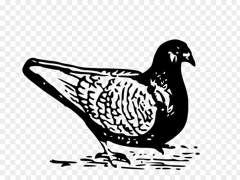Pigeon Columbidae Domestic Bird PNG