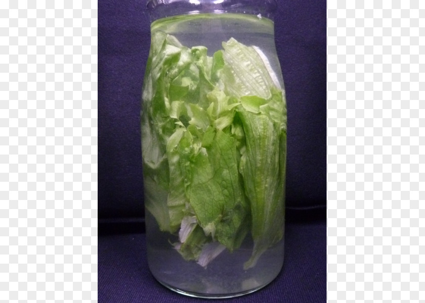 Ripples Ripple Romaine Lettuce PNG