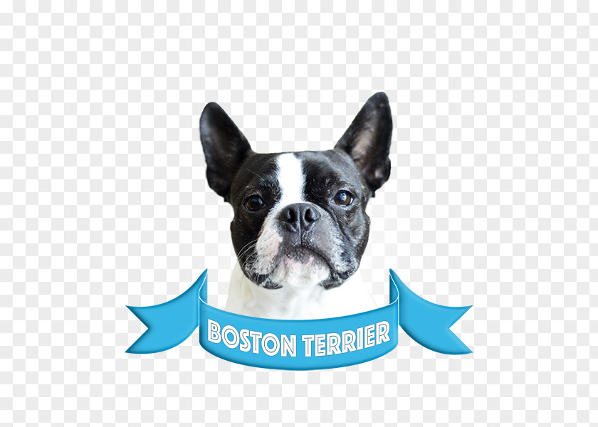 Boston Terrier French Bulldog Bull Companion Dog American Staffordshire PNG