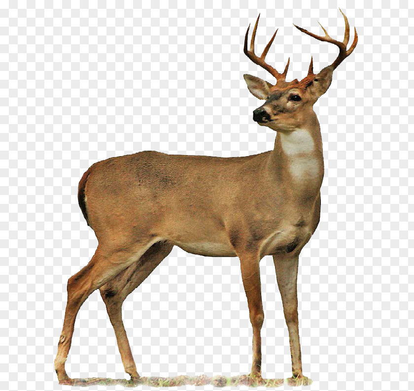 Deer Roe Moose Clip Art PNG