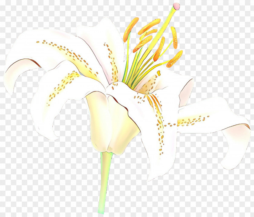 Floral Design Cut Flowers Plant Stem Desktop Wallpaper PNG