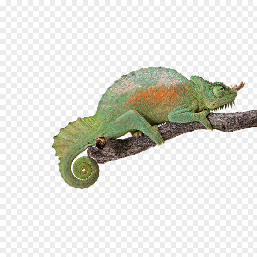 Green Chameleon Reptile Chameleons Turtle Lizard Light PNG