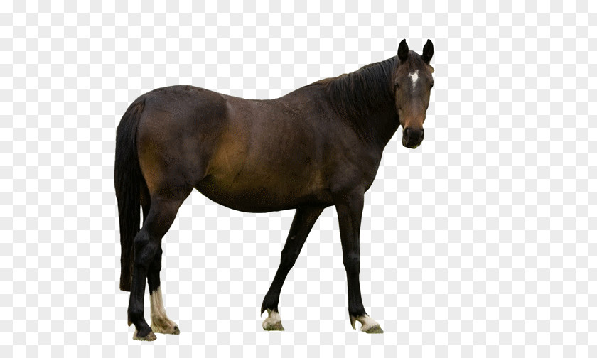 Liver Sorrel Horse Animal Figure Mare Mane Stallion PNG