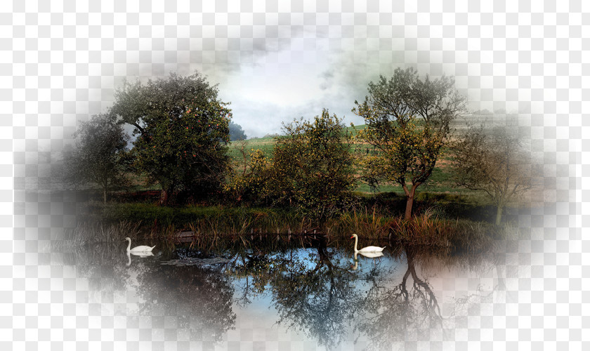 Swans Mute Swan Java Desktop Wallpaper Swing Wetland PNG