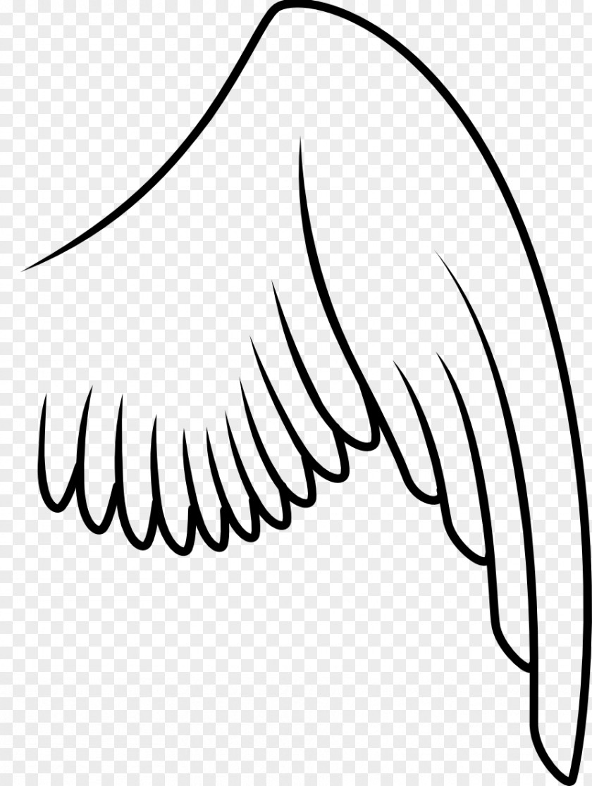 Wings Bird Drawing Clip Art PNG