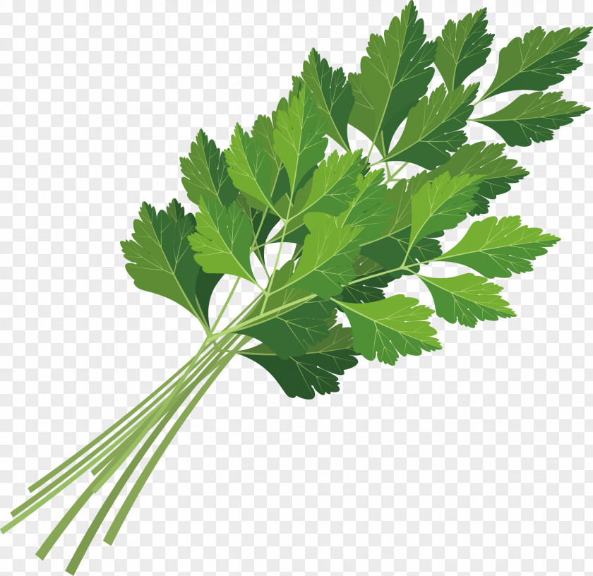 Coriander Decoration Design Parsley Leaf Celery Icon PNG