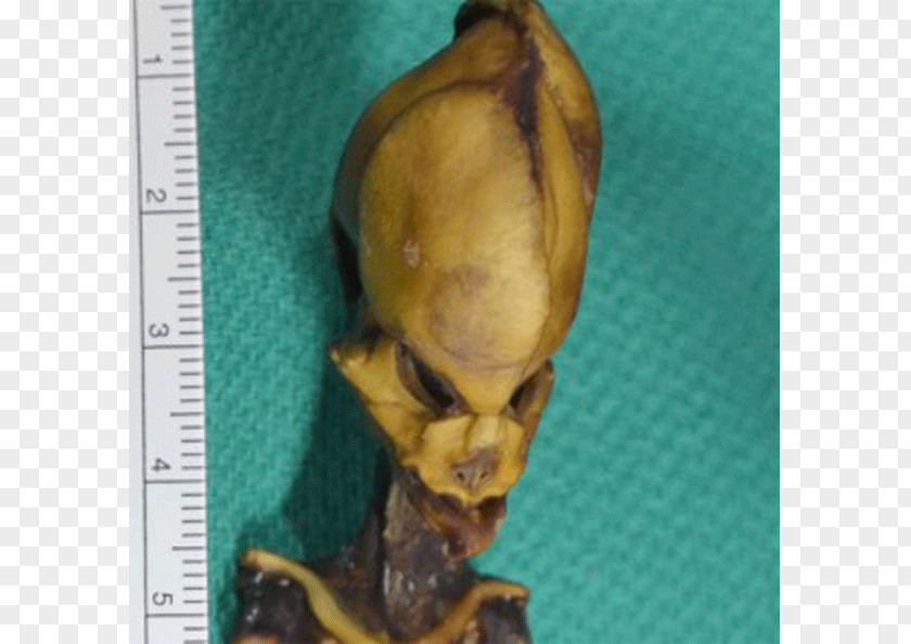 Desert Atacama Skeleton Humanoid Estralurtar PNG