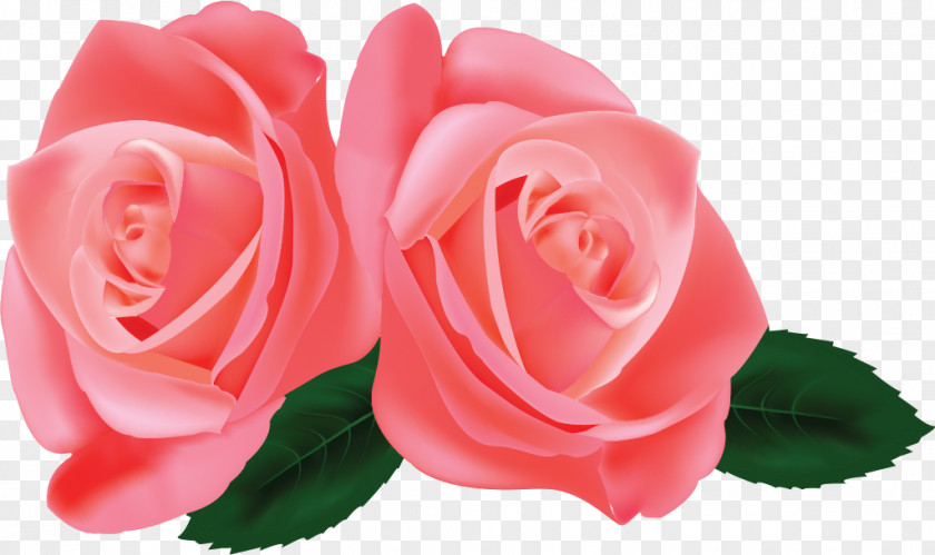 Flower Garden Roses Cabbage Rose Floribunda Pink China PNG