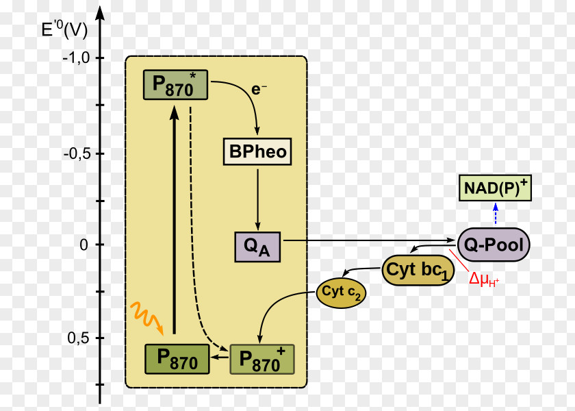 Light Anoxygenic Photosynthesis Purple Bacteria Aerobic Phototrophic PNG