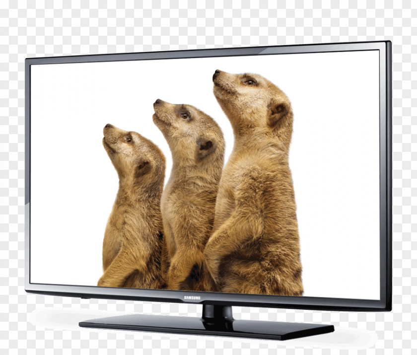 Meerkat LG Dare Television Set Carnivora Telus PNG