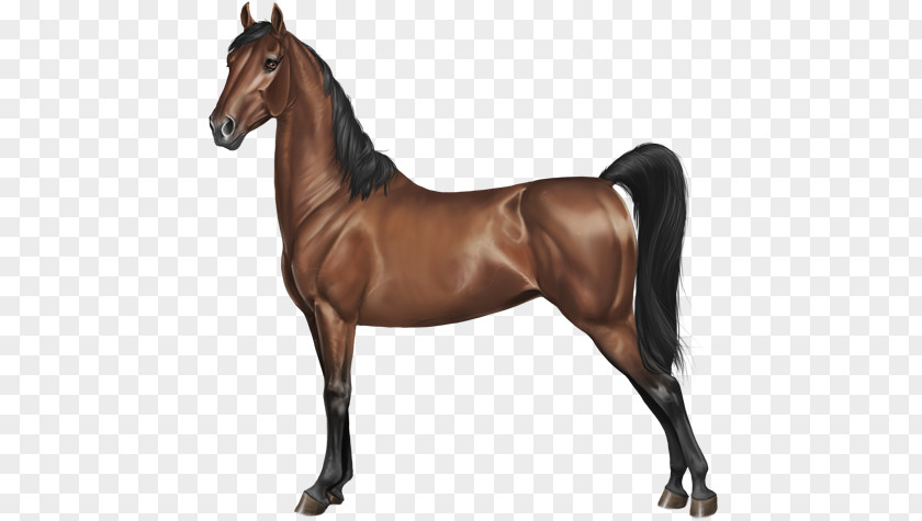 Painting Stallion Rein Portrait Hunt Seat PNG