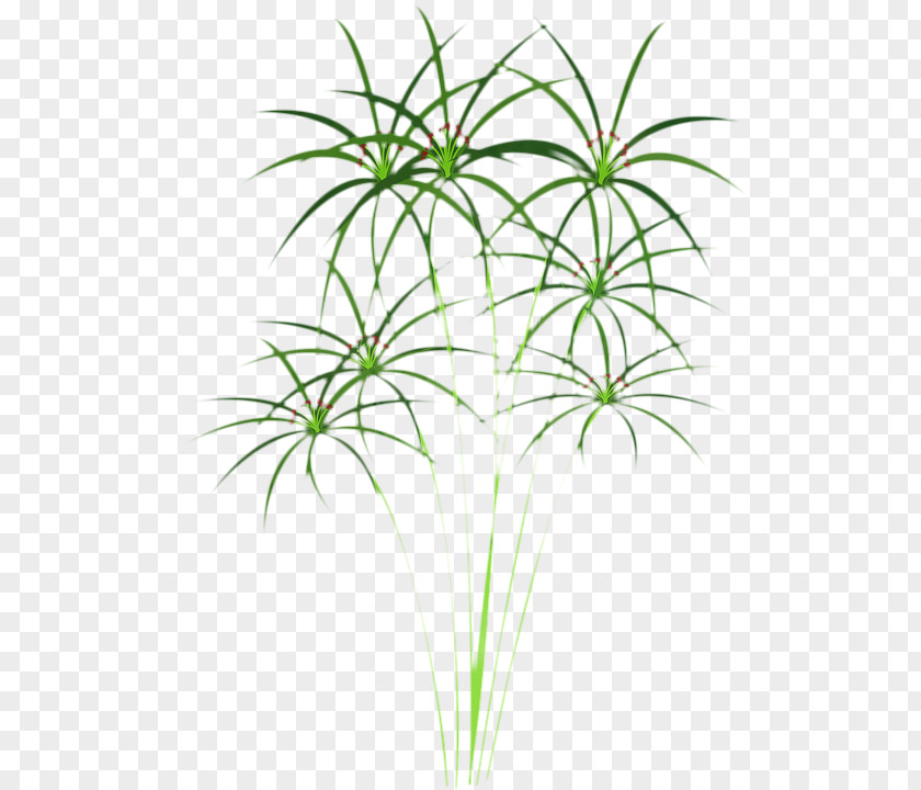 Arecales Palm Tree Drawing PNG