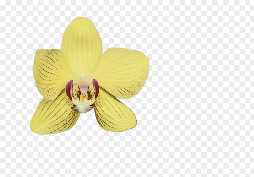 Cattleya Dendrobium Flower Petal Yellow Violet Plant PNG