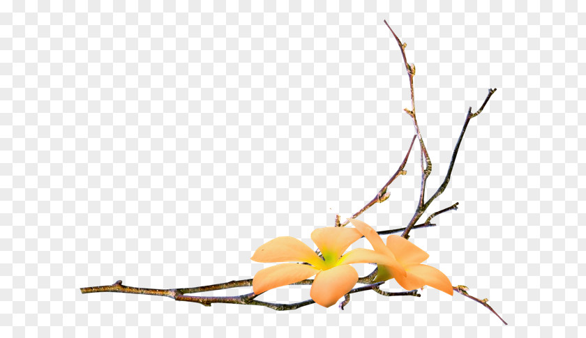 Flower Branch Clip Art PNG