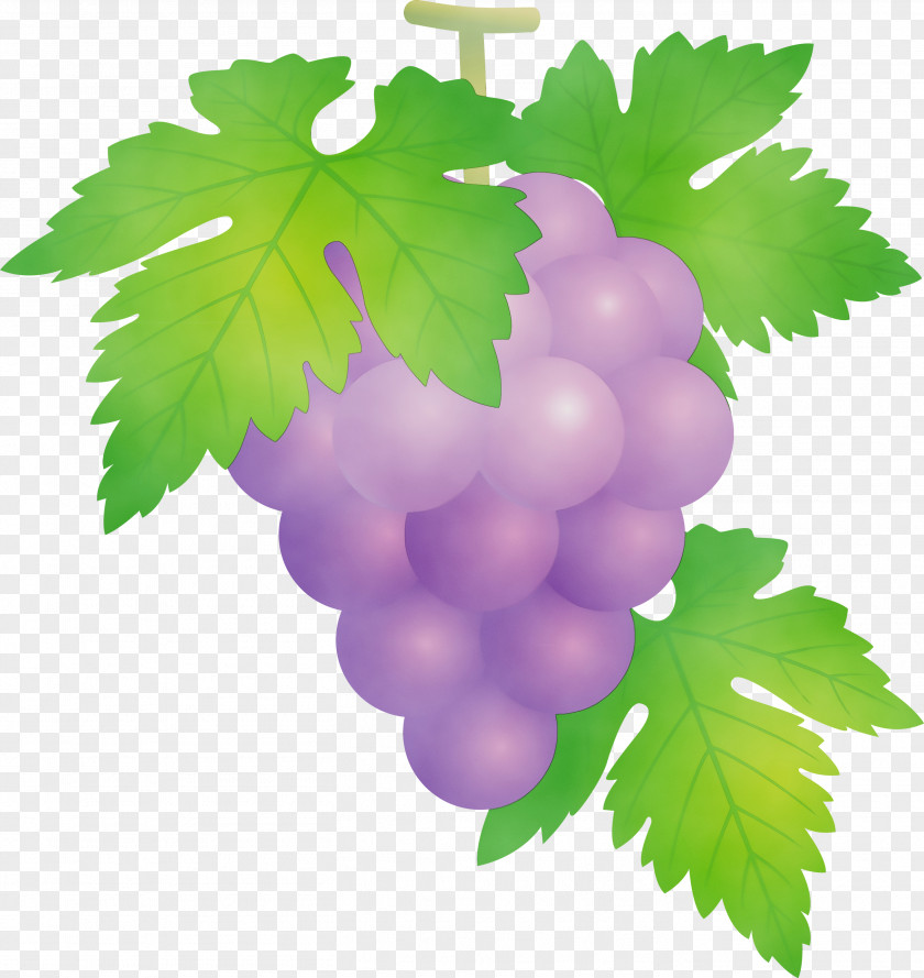Grape Leaves Leaf Green Grapevine Family PNG