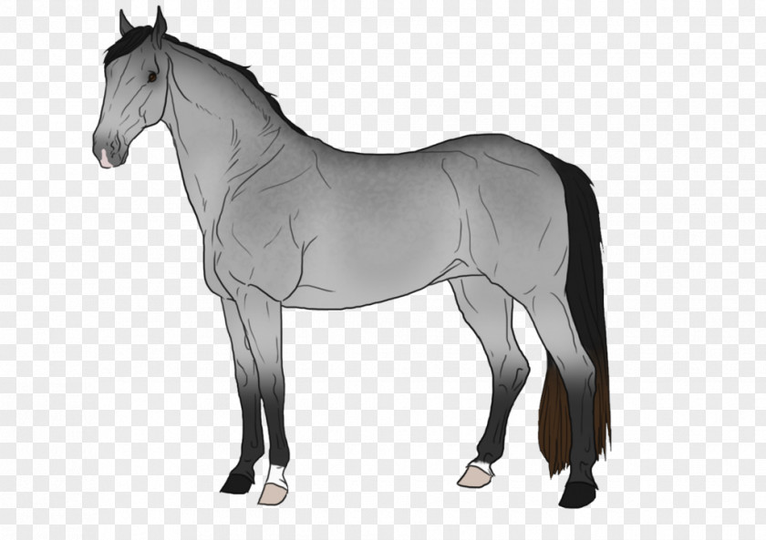 Grey Horse Mustang Stallion Foal Mare Colt PNG