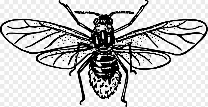 Insect Aphid Clip Art PNG