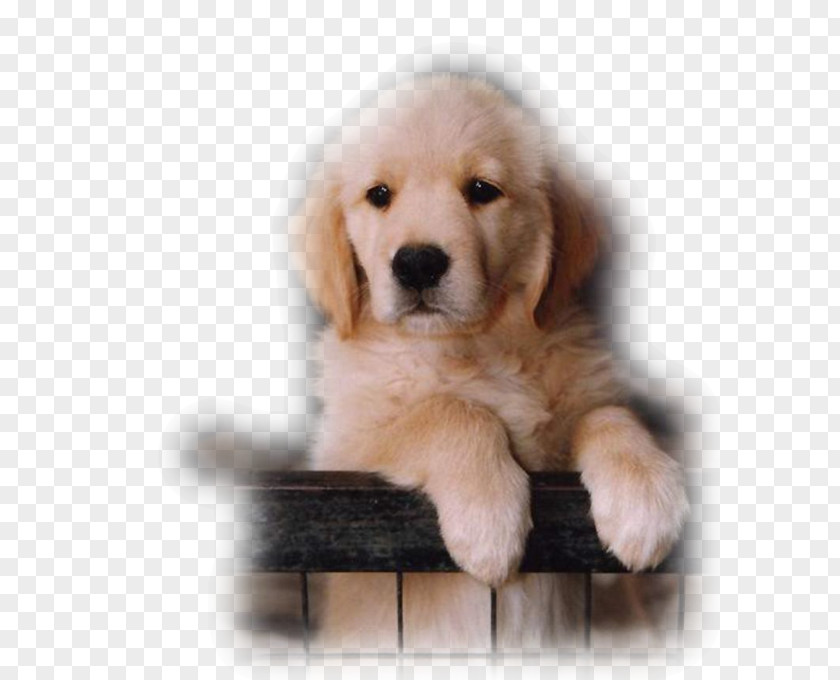 Puppy Labrador Retriever Catahoula Cur Golden Desktop Wallpaper PNG
