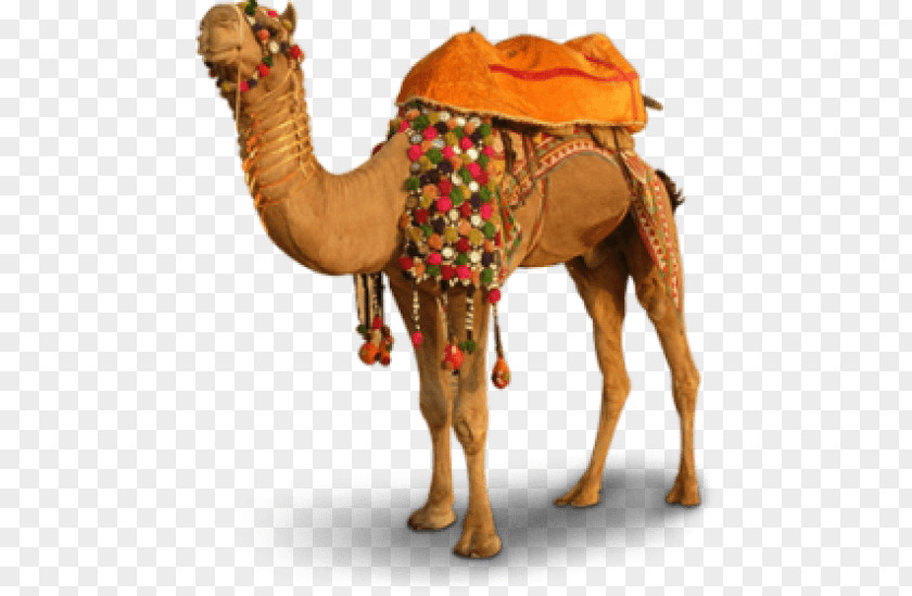 Camel Merzouga Bactrian Clip Art PNG