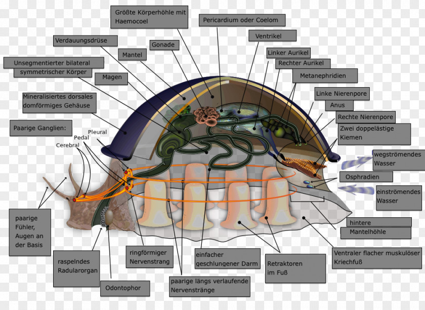 Gastropod Product Design Engineering Diagram Angle PNG