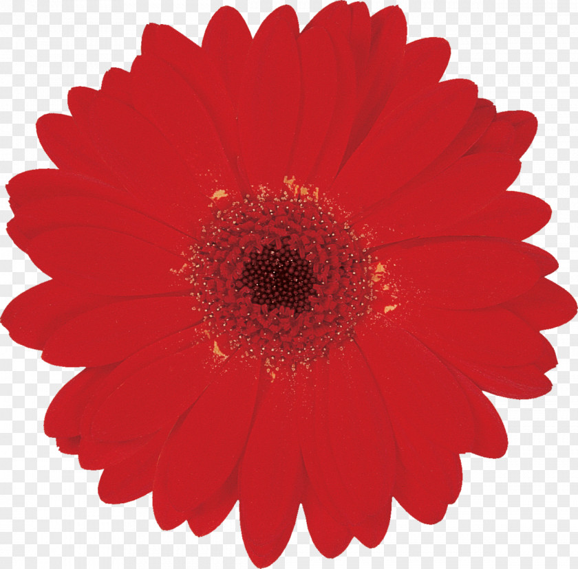 Gerbera Amazon.com Dust Customer Independence Day PNG
