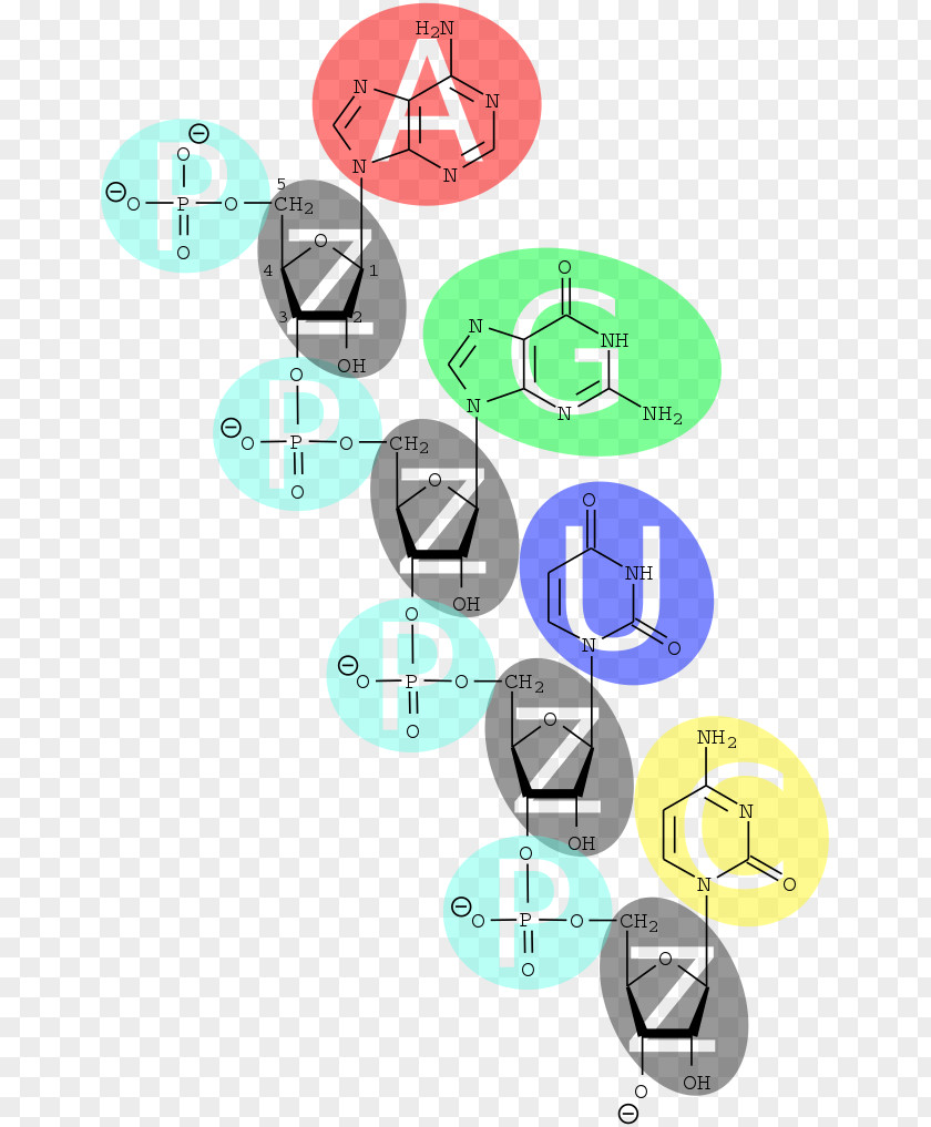 Nucleic Acid Nucleotide DNA Base PNG