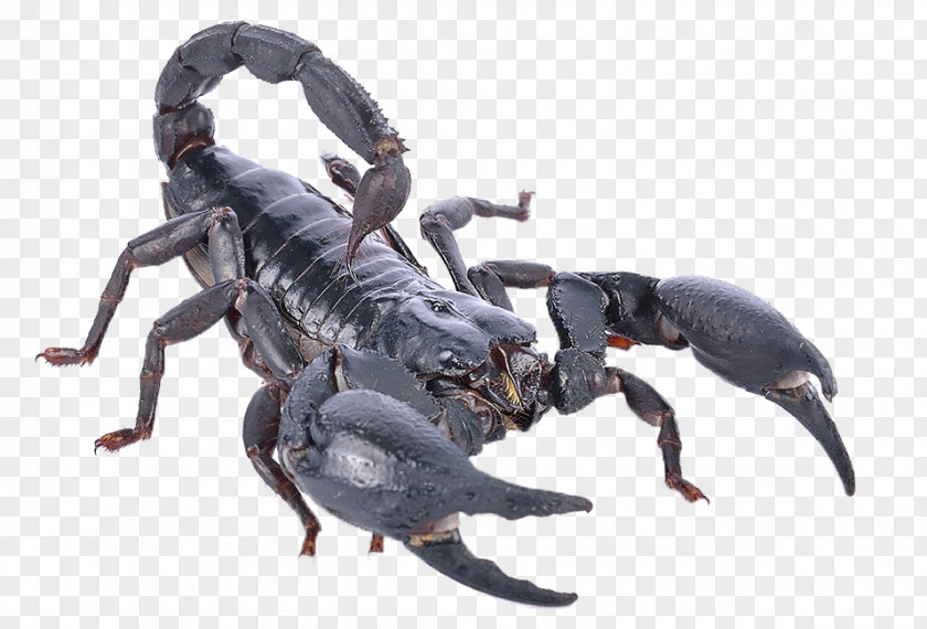 Poisonous Scorpion Heterometrus Spinifer Poison PNG